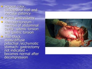 • Serosal color,
thickness of wall and
vascular patency
• Partial gastrectomy
• Hemoperitoneum -
centesis of abdominal
cavity- splenic torsion
and gastric torsion
• Blue-black
areas/diffuse
petechial /ecchymotic
stomach- gastrectomy
not indicated –
becomes normal after
decompression
 