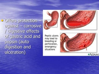 • Offers protection –
against – corrosive
/ digestive effects
of gastric acid and
pepsin (auto
digestion and
ulceration)
 