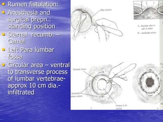 • Rumen fistulation:
• Anesthesia and
surgical prepn.:
standing position
• Sternal recumb. –
Camel
• Left Para lumbar
fossa
• Circular area – ventral
to transverse process
of lumbar vertebrae-
approx 10 cm dia.-
infiltrated
 
