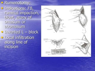 • Rumenotomy:
• Indications: FB,
ruminal impaction,
bloat, atony of
omasum or
abomasum
• Inverted L – block
• Local infiltration
along line of
incision
 
