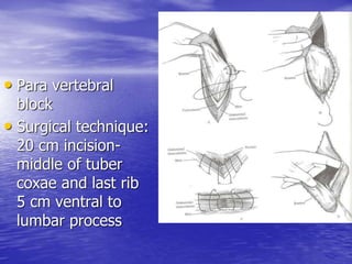 • Para vertebral
block
• Surgical technique:
20 cm incision-
middle of tuber
coxae and last rib
5 cm ventral to
lumbar process
 