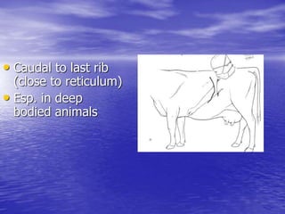 • Caudal to last rib
(close to reticulum)
• Esp. in deep
bodied animals
 