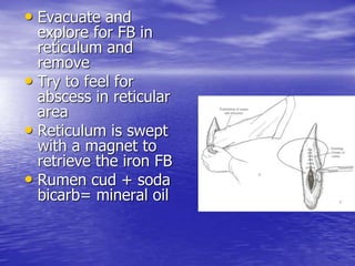 • Evacuate and
explore for FB in
reticulum and
remove
• Try to feel for
abscess in reticular
area
• Reticulum is swept
with a magnet to
retrieve the iron FB
• Rumen cud + soda
bicarb= mineral oil
 