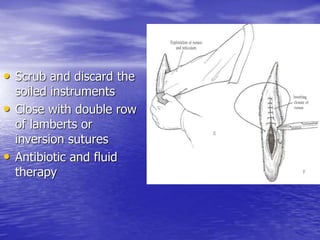 • Scrub and discard the
soiled instruments
• Close with double row
of lamberts or
inversion sutures
• Antibiotic and fluid
therapy
 