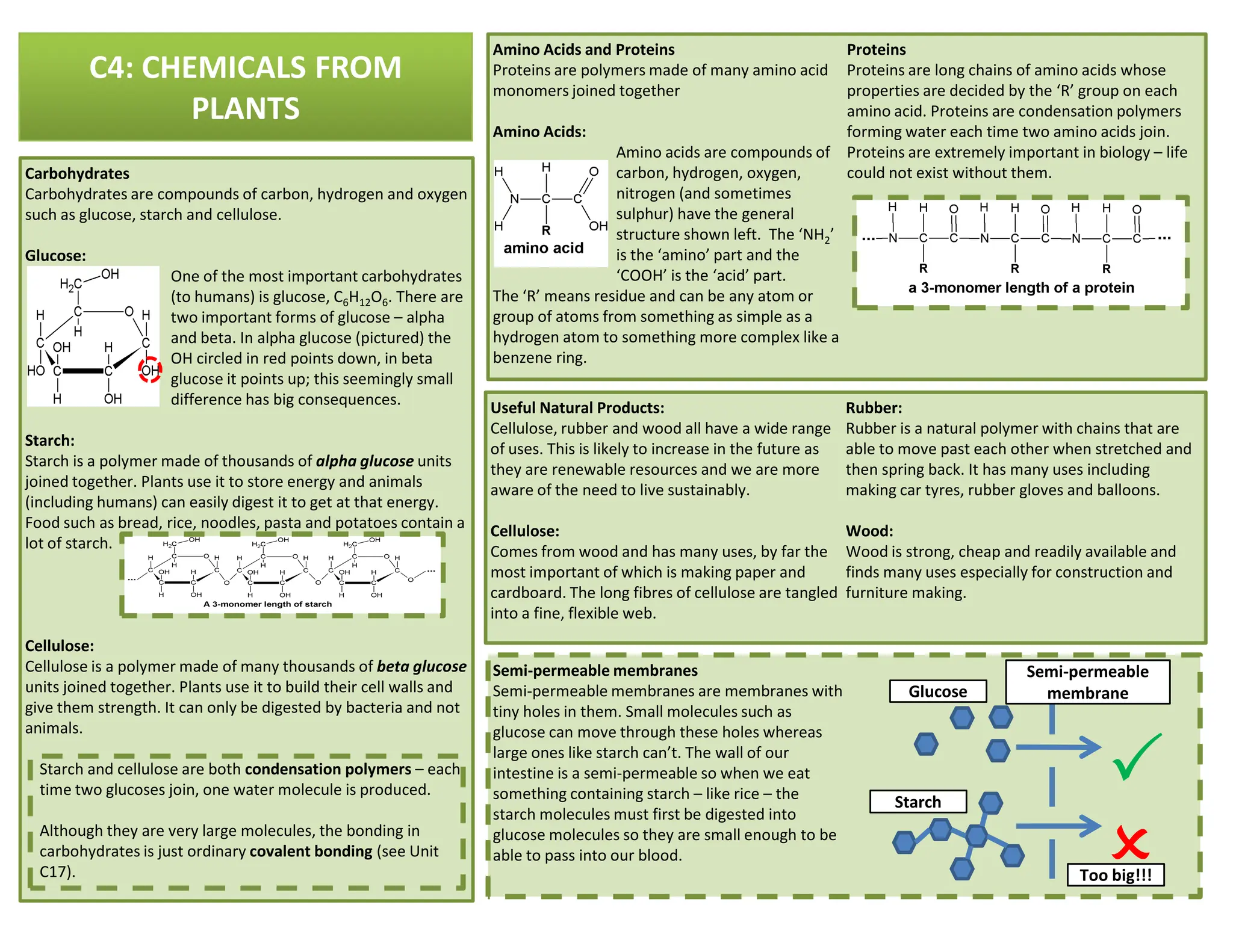 C4: CHEMICALS FROM
PLANTS
Carbohydrates
Carbohydrates are compounds of carbon, hydrogen and oxygen
such as glucose, starch and cellulose.
Glucose:
One of the most important carbohydrates
(to humans) is glucose, C6H12O6. There are
two important forms of glucose – alpha
and beta. In alpha glucose (pictured) the
OH circled in red points down, in beta
glucose it points up; this seemingly small
difference has big consequences.
Starch:
Starch is a polymer made of thousands of alpha glucose units
joined together. Plants use it to store energy and animals
Amino Acids and Proteins
Proteins are polymers made of many amino acid
monomers joined together
Amino Acids:
Amino acids are compounds of
carbon, hydrogen, oxygen,
nitrogen (and sometimes
sulphur) have the general
structure shown left. The ‘NH2’
is the ‘amino’ part and the
‘COOH’ is the ‘acid’ part.
The ‘R’ means residue and can be any atom or
group of atoms from something as simple as a
hydrogen atom to something more complex like a
benzene ring.
Proteins
Proteins are long chains of amino acids whose
properties are decided by the ‘R’ group on each
amino acid. Proteins are condensation polymers
forming water each time two amino acids join.
Proteins are extremely important in biology – life
could not exist without them.
Useful Natural Products:
Cellulose, rubber and wood all have a wide range
of uses. This is likely to increase in the future as
they are renewable resources and we are more
Rubber:
Rubber is a natural polymer with chains that are
able to move past each other when stretched and
then spring back. It has many uses including
joined together. Plants use it to store energy and animals
(including humans) can easily digest it to get at that energy.
Food such as bread, rice, noodles, pasta and potatoes contain a
lot of starch.
Cellulose:
Cellulose is a polymer made of many thousands of beta glucose
units joined together. Plants use it to build their cell walls and
give them strength. It can only be digested by bacteria and not
animals.
Starch and cellulose are both condensation polymers – each
time two glucoses join, one water molecule is produced.
Although they are very large molecules, the bonding in
carbohydrates is just ordinary covalent bonding (see Unit
C17).
Semi-permeable membranes
Semi-permeable membranes are membranes with
tiny holes in them. Small molecules such as
glucose can move through these holes whereas
large ones like starch can’t. The wall of our
intestine is a semi-permeable so when we eat
something containing starch – like rice – the
starch molecules must first be digested into
glucose molecules so they are small enough to be
able to pass into our blood.
they are renewable resources and we are more
aware of the need to live sustainably.
Cellulose:
Comes from wood and has many uses, by far the
most important of which is making paper and
cardboard. The long fibres of cellulose are tangled
into a fine, flexible web.
then spring back. It has many uses including
making car tyres, rubber gloves and balloons.
Wood:
Wood is strong, cheap and readily available and
finds many uses especially for construction and
furniture making.








Too big!!!
Starch
Glucose
Semi-permeable
membrane
 