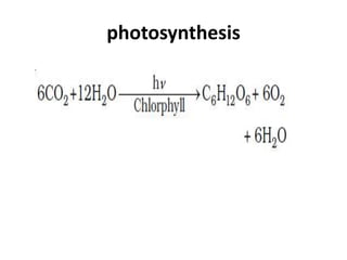 photosynthesis
 