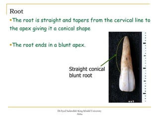 dokumen.tips_maxillary-incisorrs (2).pdf