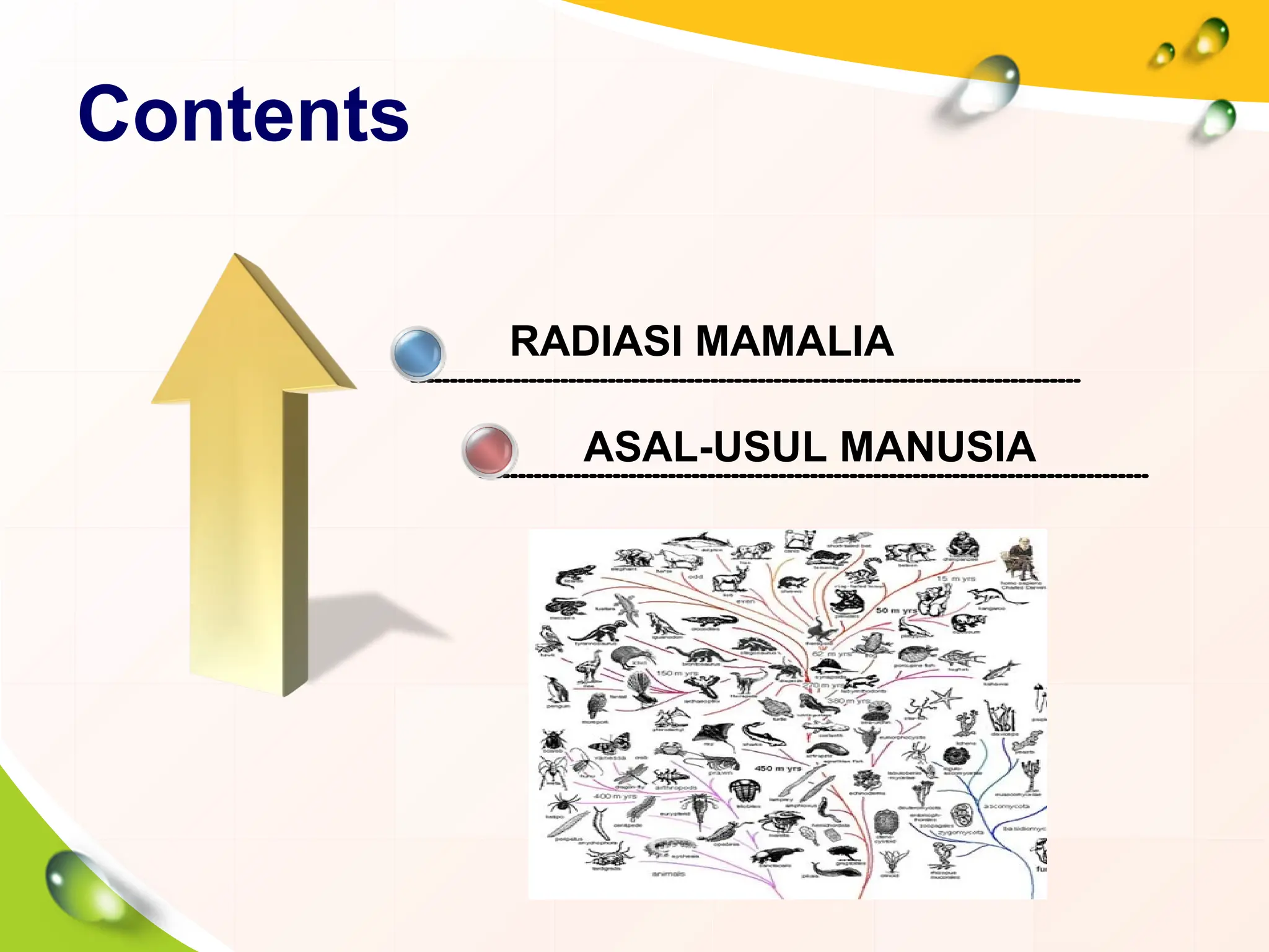 dokumen.tips_radiasi-mamalia-dan-asal-usul-manusia-sukses-7c.ppt