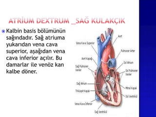  Kalbin basis bölümünün
sağındadır. Sağ atriuma
yukarıdan vena cava
superior, aşağıdan vena
cava inferior açılır. Bu
damarlar ile venöz kan
kalbe döner.
 