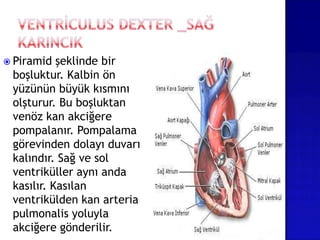  Piramid şeklinde bir
boşluktur. Kalbin ön
yüzünün büyük kısmını
olşturur. Bu boşluktan
venöz kan akciğere
pompalanır. Pompalama
görevinden dolayı duvarı
kalındır. Sağ ve sol
ventriküller aynı anda
kasılır. Kasılan
ventrikülden kan arteria
pulmonalis yoluyla
akciğere gönderilir.
 