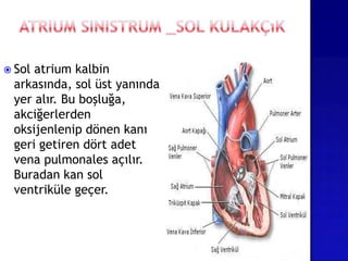  Sol atrium kalbin
arkasında, sol üst yanında
yer alır. Bu boşluğa,
akciğerlerden
oksijenlenip dönen kanı
geri getiren dört adet
vena pulmonales açılır.
Buradan kan sol
ventriküle geçer.
 