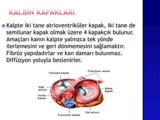  Kalpte iki tane atrioventriküler kapak, iki tane de
semilunar kapak olmak üzere 4 kapakçık bulunur.
Amaçları kanın kalpte yalnızca tek yönde
ilerlemesini ve geri dönmemesini sağlamaktır.
Fibröz yapıdadırlar ve kan damarı bulunmaz.
Diffüzyon yoluyla beslenirler.
 