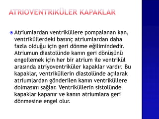  Atriumlardan ventriküllere pompalanan kan,
ventriküllerdeki basınç atriumlardan daha
fazla olduğu için geri dönme eğilimindedir.
Atriumun diastolünde kanın geri dönüşünü
engellemek için her bir atrium ile ventrikül
arasında atriyoventriküler kapaklar vardır. Bu
kapaklar, ventriküllerin diastolünde açılarak
atriumlardan gönderilen kanın ventriküllere
dolmasını sağlar. Ventriküllerin sistolünde
kapaklar kapanır ve kanın atriumlara geri
dönmesine engel olur.
 