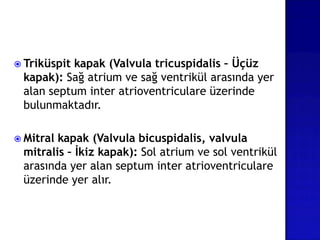  Triküspit kapak (Valvula tricuspidalis – Üçüz
kapak): Sağ atrium ve sağ ventrikül arasında yer
alan septum inter atrioventriculare üzerinde
bulunmaktadır.
 Mitral kapak (Valvula bicuspidalis, valvula
mitralis – İkiz kapak): Sol atrium ve sol ventrikül
arasında yer alan septum inter atrioventriculare
üzerinde yer alır.
 