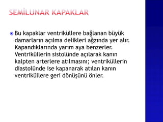 Bu kapaklar ventriküllere bağlanan büyük
damarların açılma delikleri ağzında yer alır.
Kapandıklarında yarım aya benzerler.
Ventriküllerin sistolünde açılarak kanın
kalpten arterlere atılmasını; ventriküllerin
diastolünde ise kapanarak atılan kanın
ventriküllere geri dönüşünü önler.
 