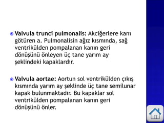  Valvula trunci pulmonalis: Akciğerlere kanı
götüren a. Pulmonalisin ağız kısmında, sağ
ventrikülden pompalanan kanın geri
dönüşünü önleyen üç tane yarım ay
şeklindeki kapaklardır.
 Valvula aortae: Aortun sol ventrikülden çıkış
kısmında yarım ay şeklinde üç tane semilunar
kapak bulunmaktadır. Bu kapaklar sol
ventrikülden pompalanan kanın geri
dönüşünü önler.
 