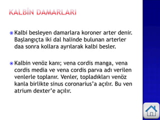  Kalbi besleyen damarlara koroner arter denir.
Başlangıçta iki dal halinde bulunan arterler
daa sonra kollara ayrılarak kalbi besler.
 Kalbin venöz kanı; vena cordis manga, vena
cordis media ve vena cordis parva adı verilen
venlerle toplanır. Venler, topladıkları venöz
kanla birlikte sinus coronarius’a açılır. Bu ven
atrium dexter’e açılır.
 