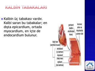  Kalbin üç tabakası vardır.
Kalbi saran bu tabakalar; en
dışta epicardium, ortada
myocardium, en içte de
endocardium bulunur.
 