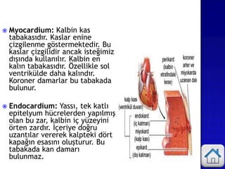  Myocardium: Kalbin kas
tabakasıdır. Kaslar enine
çizgilenme göstermektedir. Bu
kaslar çizgilidir ancak isteğimiz
dışında kullanılır. Kalbin en
kalın tabakasıdır. Özellikle sol
ventrikülde daha kalındır.
Koroner damarlar bu tabakada
bulunur.
 Endocardium: Yassı, tek katlı
epitelyum hücrelerden yapılmış
olan bu zar, kalbin iç yüzeyini
örten zardır. İçeriye doğru
uzantılar vererek kalpteki dört
kapağın esasını oluşturur. Bu
tabakada kan damarı
bulunmaz.
 