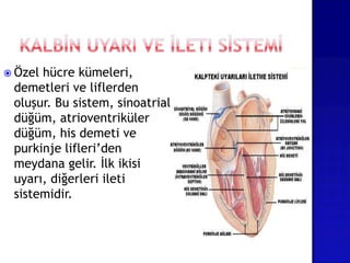  Özel hücre kümeleri,
demetleri ve liflerden
oluşur. Bu sistem, sinoatrial
düğüm, atrioventriküler
düğüm, his demeti ve
purkinje lifleri’den
meydana gelir. İlk ikisi
uyarı, diğerleri ileti
sistemidir.
 