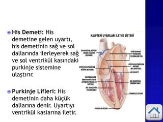  His Demeti: His
demetine gelen uyartı,
his demetinin sağ ve sol
dallarında ilerleyerek sağ
ve sol ventrikül kasındaki
purkinje sistemine
ulaştırır.
 Purkinje Lifleri: His
demetinin daha küçük
dallarına denir. Uyartıyı
ventrikül kaslarına iletir.
 