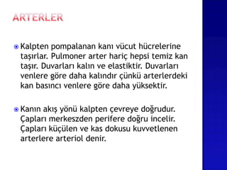  Kalpten pompalanan kanı vücut hücrelerine
taşırlar. Pulmoner arter hariç hepsi temiz kan
taşır. Duvarları kalın ve elastiktir. Duvarları
venlere göre daha kalındır çünkü arterlerdeki
kan basıncı venlere göre daha yüksektir.
 Kanın akış yönü kalpten çevreye doğrudur.
Çapları merkeszden perifere doğru incelir.
Çapları küçülen ve kas dokusu kuvvetlenen
arterlere arteriol denir.
 