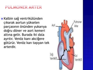  Kalbin sağ ventrikülünden
çıkarak aortun yükselen
parçasının önünden yukarıya
doğru döner ve aort kemeri
altına gelir. Burada iki dala
ayrılır. Venöz kanı akciğere
götürür. Venöz kan taşıyan tek
arterdir.
 