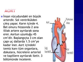  İnsan vücudundaki en büyük
arterdir. Sol ventrikülden
çıkış yapar. Karın içinde 4.
Bel omuru hizasında 2 ana
illiak artere ayrılarak sona
erer. Aortun uzunluğu 45
cm’dir. Başlangıçta 3 cm olan
çapı uç dallarda 1.5 cm’ye
kadar iner. Aort içindeki
temiz kanı tüm organlara,
dokulara, hücrelere arteriol
ve kapillere ayrılarak iletir. 3
bölümünde incelenir.
 