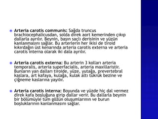  Arteria carotis communis: Sağda truncus
brachiocephalicusdan, solda direk aort kemerinden çıkıp
dallarla ayrılır. Beynin, başın saçlı derisinin ve yüzün
kanlanmasını sağlar. Bu arterlerin her ikisi de tiroid
kıkırdağın üst kenarında arteria carotis externa ve arteria
carotis interna olarak iki dala ayrılır.
 Arteria carotis externa: Bu arterin 3 kolları arteria
temporalis, arteria superfacialis, arteria maxillaristir.
Bunların yan dalları tiroide, yüze, yutağa, prevertebral
kaslara, art kafaya, kulağa, kulak altı tükrük bezine ve
çiğneme kaslarına yayılır.
 Arteria carotis interna: Boyunda ve yüzde hiç dal vermez
direk kafa boşluğuna girip dallar verir. Bu dallarla beynin
bir bölümüyle tüm gözün oluşumlarının ve burun
boşluklarının kanlanmasını sağlar.
 