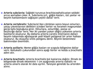  Arteria subclavia: Sağdaki turuncus brachiocephalicustan soldaki
arcus aortadan çıkar. A. Subclavia sırt, göğüs kasları, üst yanlar ve
beynin kanlanmasını sağlayan çeşitli dallar verir.
 Arteria vertebralis: Subclavia’dan çıktıktan sonra boyun omurları,
yatay çıkıntılarının delikleri içinden ilerler ve foramen magnumdan
geçip kafa boşluğuna girer. Omurlara, omuriliğe, ponsa ve
beyinciğe dallar verir. Her iki yandan yukarı doğru yükselen arteria
basillarisi oluşturur. Bu dallarla arteria carotis internanın dalları
beynin tabanında ağızlaşarak yedi köşeli poligonal bir arter halkası
oluşturur. Bu oluşuma willis poligonu denir. Beynin beslenmesi
bakımından önemlidir.
 Arteria axillaris: Meme göğüs kasları ve scapula bölgesine dallar
verir. Koltukaltı çukurundan sonra aşağı ilerler ve kolda a.brachialis
adını alır.
 Arteria brachialis: Arteria brachialis kol kaslarına dağılır. Dirsek ön
bölgesinde dirsek ekleminin 1 cm aşağısında arteria radialis ve
arteria ulnaris olarak iki dala ayrılır. Tansiyon genelde bu arterden
alınır.
 