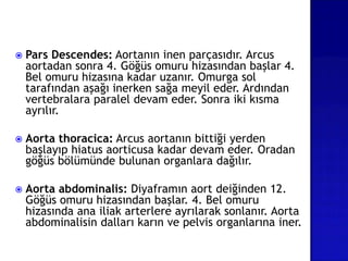  Pars Descendes: Aortanın inen parçasıdır. Arcus
aortadan sonra 4. Göğüs omuru hizasından başlar 4.
Bel omuru hizasına kadar uzanır. Omurga sol
tarafından aşağı inerken sağa meyil eder. Ardından
vertebralara paralel devam eder. Sonra iki kısma
ayrılır.
 Aorta thoracica: Arcus aortanın bittiği yerden
başlayıp hiatus aorticusa kadar devam eder. Oradan
göğüs bölümünde bulunan organlara dağılır.
 Aorta abdominalis: Diyaframın aort deiğinden 12.
Göğüs omuru hizasından başlar. 4. Bel omuru
hizasında ana iliak arterlere ayrılarak sonlanır. Aorta
abdominalisin dalları karın ve pelvis organlarına iner.
 