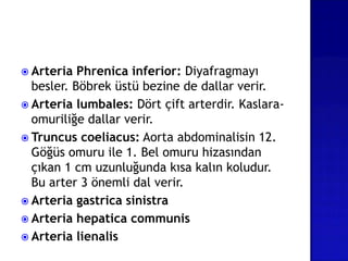  Arteria Phrenica inferior: Diyafragmayı
besler. Böbrek üstü bezine de dallar verir.
 Arteria lumbales: Dört çift arterdir. Kaslara-
omuriliğe dallar verir.
 Truncus coeliacus: Aorta abdominalisin 12.
Göğüs omuru ile 1. Bel omuru hizasından
çıkan 1 cm uzunluğunda kısa kalın koludur.
Bu arter 3 önemli dal verir.
 Arteria gastrica sinistra
 Arteria hepatica communis
 Arteria lienalis
 