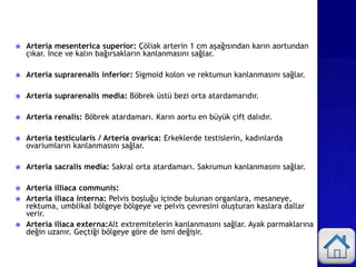  Arteria mesenterica superior: Çöliak arterin 1 cm aşağısından karın aortundan
çıkar. İnce ve kalın bağırsakların kanlanmasını sağlar.
 Arteria suprarenalis inferior: Sigmoid kolon ve rektumun kanlanmasını sağlar.
 Arteria suprarenalis media: Böbrek üstü bezi orta atardamarıdır.
 Arteria renalis: Böbrek atardamarı. Karın aortu en büyük çift dalıdır.
 Arteria testicularis / Arteria ovarica: Erkeklerde testislerin, kadınlarda
ovariumların kanlanmasını sağlar.
 Arteria sacralis media: Sakral orta atardamarı. Sakrumun kanlanmasını sağlar.
 Arteria illiaca communis:
 Arteria iliaca interna: Pelvis boşluğu içinde bulunan organlara, mesaneye,
rektuma, umblikal bölgeye bölgeye ve pelvis çevresini oluşturan kaslara dallar
verir.
 Arteria iliaca externa:Alt extremitelerin kanlanmasını sağlar. Ayak parmaklarına
değin uzanır. Geçtiği bölgeye göre de ismi değişir.
 