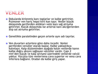  Dokularda kirlenmiş kanı toplarlar ve kalbe getirirler.
Pulmoner ven hariç hepsi kirli kan taşır. Venler büyük
dolaşımda periferden aldıkları veöz kanı sağ atriuma
getirirler. Küçük dolaşımda ise arterial kanı akciğerlerden
alıp sol atriuma getirirler.
 Genellikle paralelinden geçen arterle aynı adı taşırlar.
 Ven duvarları arterlere göre daha incedir. Venler
periferden venüller olarak başlar. Kalbe yaklaştıkça
kalınlaşır. Kalp düzleminden aşağıda kalan venlerde kanın
kalbe doğru akışını sağlayan valvüller vardır. Çapı 2
mm’den küçük ve kalp seviyesi üzerindeki venlerde valvül
yoktur. Vücutta tüm venlervena cava superior ve vena cava
inferiora bağlanır. Oradan da kalbe giriş yapar.
 