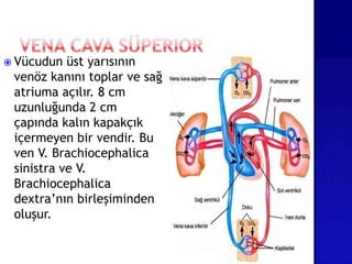  Vücudun üst yarısının
venöz kanını toplar ve sağ
atriuma açılır. 8 cm
uzunluğunda 2 cm
çapında kalın kapakçık
içermeyen bir vendir. Bu
ven V. Brachiocephalica
sinistra ve V.
Brachiocephalica
dextra’nın birleşiminden
oluşur.
 