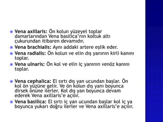  Vena axillaris: Ön kolun yüzeyel toplar
damarlarından Vena basilica’nın koltuk altı
çukurundan itibaren devamıdır.
 Vena brachialis: Aynı addaki artere eşlik eder.
 Vena radialis: Ön kolun ve elin dış yanının kirli kanını
toplar.
 Vena ulnaris: Ön kol ve elin iç yanının venöz kanını
toplar.
 Vena cephalica: El sırtı dış yan ucundan başlar. Ön
kol ön yüzüne gelir. Ve ön kolun dış yanı boyunca
dirsek önüne ilerler. Kol dış yan boyunca devam
ederek Vena axillaris’e açılır.
 Vena basilica: El sırtı iç yan ucundan başlar kol iç ya
boyunca yukarı doğru ilerler ve Vena axillaris’e açılır.
 