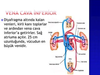 Diyafragma altında kalan
venleri, kirli kanı toplarlar
ve ardından vena cava
inferior’a getirirler. Sağ
atriuma açılır. 25 cm
uzunluğunda, vücudun en
büyük venidir.
 