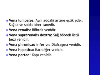  Vena lumbales: Aynı addaki artere eşlik eder.
Sağda ve solda birer tanedir.
 Vena renalis: Böbrek venidir.
 Vena suprarenalis dextra: Sağ böbrek üstü
bezi venidir.
 Vena phrenicae inferior: Diafragma venidir.
 Vena hepatica: Karaciğer venidir.
 Vena portae: Kapı venidir.
 
