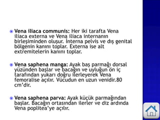  Vena iliaca communis: Her iki tarafta Vena
iliaca externa ve Vena iliaca internanın
birleşiminden oluşur. İnterna pelvis ve dış genital
bölgenin kanını toplar. Externa ise alt
extremitelerin kanını toplar.
 Vena saphena manga: Ayak baş parmağı dorsal
yüzünden başlar ve bacağın ve uyluğun ön iç
tarafından yukarı doğru ilerleyerek Vena
femoralise açılır. Vücudun en uzun venidir.80
cm’dir.
 Vena saphena parva: Ayak küçük parmağından
başlar. Bacağın ortasından ilerler ve diz ardında
Vena poplitea’ye açılır.
 