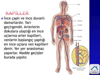  İnce çaplı ve ince duvarlı
damarlardır. Yarı
geçirgendir. Arterlerin
dokulara ulaştığı en ince
uçlarına arter kapilleri,
venlerin başlangıç yaptığı
en ince uçlara ven kapilleri
denir. Yer yer anastomaz
yaparlar. Madde geçişler
burada yapılır.
 