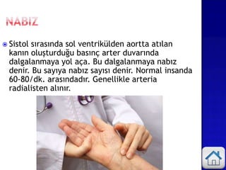  Sistol sırasında sol ventrikülden aortta atılan
kanın oluşturduğu basınç arter duvarında
dalgalanmaya yol aça. Bu dalgalanmaya nabız
denir. Bu sayıya nabız sayısı denir. Normal insanda
60-80/dk. arasındadır. Genellikle arteria
radialisten alınır.
 