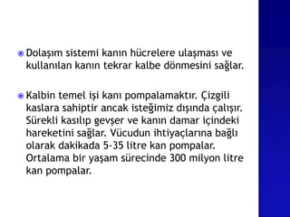 Dolaşım sistemi kanın hücrelere ulaşması ve
kullanılan kanın tekrar kalbe dönmesini sağlar.
 Kalbin temel işi kanı pompalamaktır. Çizgili
kaslara sahiptir ancak isteğimiz dışında çalışır.
Sürekli kasılıp gevşer ve kanın damar içindeki
hareketini sağlar. Vücudun ihtiyaçlarına bağlı
olarak dakikada 5-35 litre kan pompalar.
Ortalama bir yaşam sürecinde 300 milyon litre
kan pompalar.
 