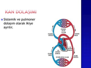  Sistemik ve pulmoner
dolaşım olarak ikiye
ayrılır.
 