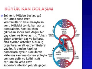  Sol ventrikülden başlar, sağ
atriumda sona erer.
Ventriküllerin kasılmasıyla sol
ventriküldeki temiz kan aorta
pompalanır. Aort kalpten
çıktıktan sonra sola doğru bir
yay çizer ve ikiye ayrılır. Yukarı
giden arterler baş ve kollara,
alta ayrılan arterler bütün iç
organlara ve alt extremitelere
yayılır. Ardından kapiller
damarlara ayrılır. Dokularda
kirlenen kan anastomaz yoluyla
venlere gelir ve kalbin sağ
atriumuna vena cava
superior/inferior yoluyla geçer.
 