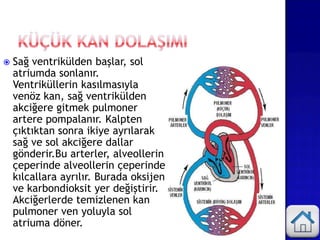  Sağ ventrikülden başlar, sol
atriumda sonlanır.
Ventriküllerin kasılmasıyla
venöz kan, sağ ventrikülden
akciğere gitmek pulmoner
artere pompalanır. Kalpten
çıktıktan sonra ikiye ayrılarak
sağ ve sol akciğere dallar
gönderir.Bu arterler, alveollerin
çeperinde alveollerin çeperinde
kılcallara ayrılır. Burada oksijen
ve karbondioksit yer değiştirir.
Akciğerlerde temizlenen kan
pulmoner ven yoluyla sol
atriuma döner.
 