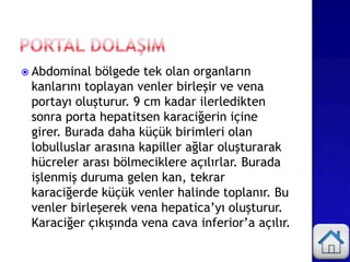  Abdominal bölgede tek olan organların
kanlarını toplayan venler birleşir ve vena
portayı oluşturur. 9 cm kadar ilerledikten
sonra porta hepatitsen karaciğerin içine
girer. Burada daha küçük birimleri olan
lobulluslar arasına kapiller ağlar oluşturarak
hücreler arası bölmeciklere açılırlar. Burada
işlenmiş duruma gelen kan, tekrar
karaciğerde küçük venler halinde toplanır. Bu
venler birleşerek vena hepatica’yı oluşturur.
Karaciğer çıkışında vena cava inferior’a açılır.
 