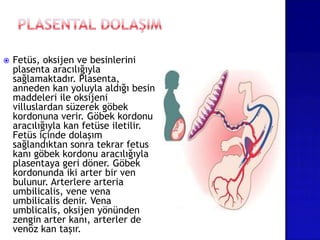  Fetüs, oksijen ve besinlerini
plasenta aracılığıyla
sağlamaktadır. Plasenta,
anneden kan yoluyla aldığı besin
maddeleri ile oksijeni
villuslardan süzerek göbek
kordonuna verir. Göbek kordonu
aracılığıyla kan fetüse iletilir.
Fetüs içinde dolaşım
sağlandıktan sonra tekrar fetus
kanı göbek kordonu aracılığıyla
plasentaya geri döner. Göbek
kordonunda iki arter bir ven
bulunur. Arterlere arteria
umbilicalis, vene vena
umbilicalis denir. Vena
umblicalis, oksijen yönünden
zengin arter kanı, arterler de
venöz kan taşır.
 