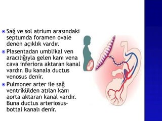  Sağ ve sol atrium arasındaki
septumda foramen ovale
denen açıklık vardır.
 Plasentadan umblikal ven
aracılığıyla gelen kanı vena
cava inferiora aktaran kanal
vardır. Bu kanala ductus
venosus denir.
 Pulmoner arter ile sağ
ventrikülden atılan kanı
aorta aktaran kanal vardır.
Buna ductus arteriosus-
bottal kanalı denir.
 