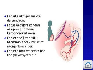  Fetüste akciğer inaktiv
durumdadır.
 Fetüs akciğeri kandan
oksijeni alır. Kana
karbondioksit verir.
 Fetüste sağ ventrikül
hacminin ancak bir kısmı
akciğerlere gider.
 Fetüste kirli ve temiz kan
karışık vaziyettedir.
 