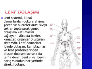  Lenf sistemi, kılcal
damarlardan doku aralığına
geçen ve hücreler arası sıvıyı
tekrar toplayarak genel
dolaşıma katılmasını
sağlayan; vücutta bezler,
kanallar, organlar oluşturan
sistemdir. Lenf damarları
içinde dolaşan, kan plazması
ve lenf proteinlerinden
oluşan dolaşım sıvısına da
lenfa denir. Lenf sıvısı beyin
hariç vücudun her yerinde
sürekli dolaşır.
 